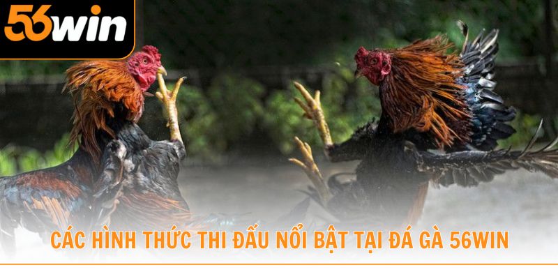 Chinh phục các hình thức thi đấu nổi bật tại đá gà 56win