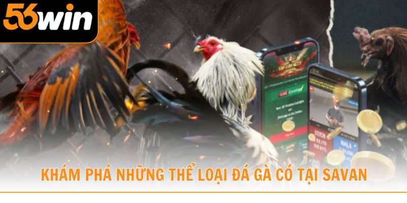 Các loại hình phổ biến diễn ra tại đấu sảnh đá trường gà Savan