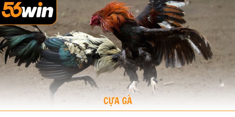 cựa gà