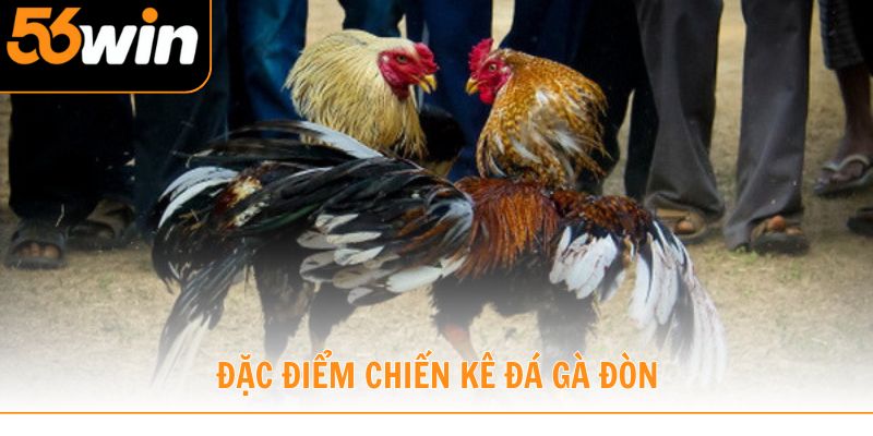 Tìm hiểu đặc điểm chiến kê đá gà đòn và yếu tố quyết định sức mạnh