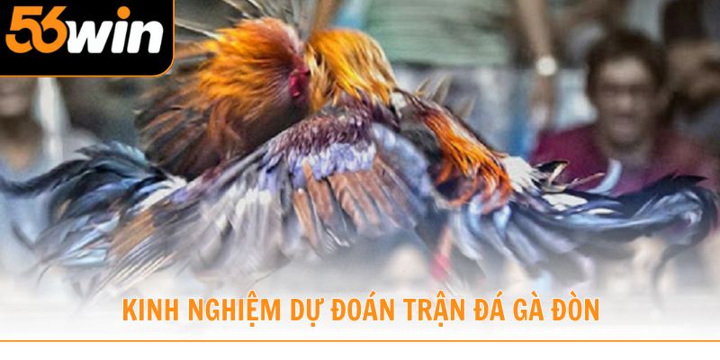 Kinh nghiệm dự đoán trận đá gà đòn từ cao thủ 56WIN