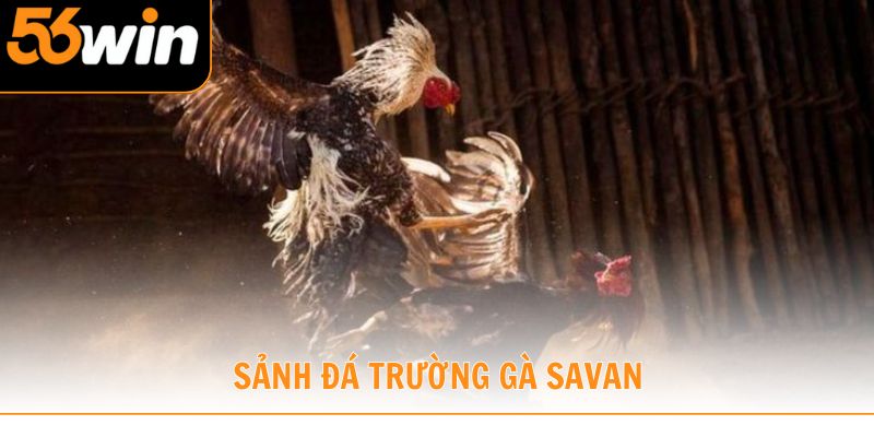 Sảnh đá trường gà Savan